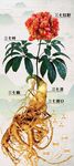 三七展架