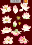 工笔画莲花