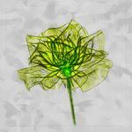 绿色的花