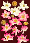 工笔画莲花