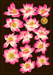 工笔画莲花