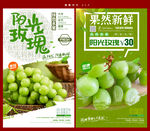阳光玫瑰
