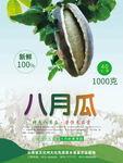 八月瓜