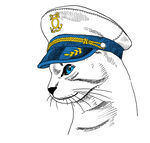 手绘海军动物猫
