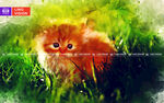 猫咪