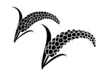 小米 粟  