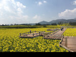 油菜花田