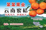 蜜桔海报