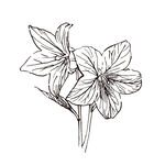 矢量花朵植物百合手绘线稿插画