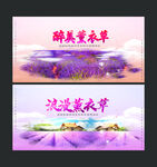 薰衣草