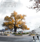 大银杏大杨树
