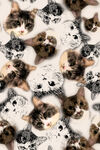 猫咪