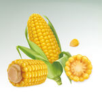 玉米合集 玉米棒 玉米粒