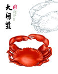 手绘大闸蟹