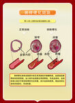 血管示意图