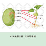 植物的种子
