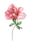 花卉