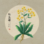 手绘板蓝根