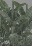 植物香蕉棕榈