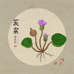 手绘茨实