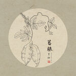 葛根