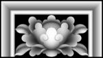 牡丹花