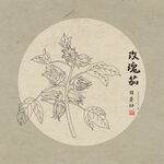 玫瑰茄