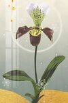 兰花装饰画