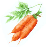 手绘红萝卜水彩蔬菜