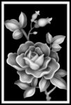月季花