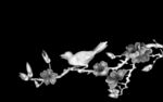 玉兰花