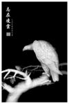 檀雕老鹰