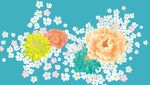 菊花 油菜花 格桑花 白色花