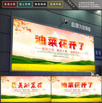油菜花