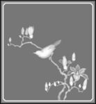 兰花