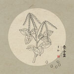 赤小豆