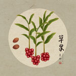 手绘草果