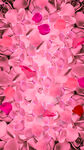 情人节粉色玫瑰花瓣海报背景