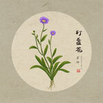 灯盏花