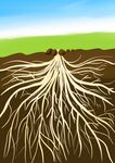 手绘植物根系