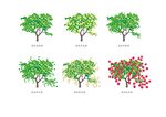 荔枝生长周期矢量图