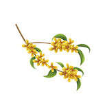 桂花