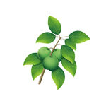 罗汉果