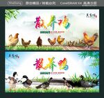 散养鸡 散养鸭