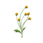 胎菊