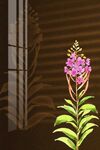 紫色花卉