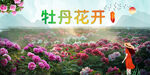 牡丹 