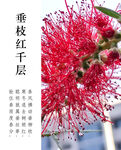 串钱柳海报