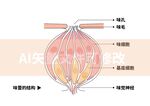 味蕾结构