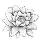 花线稿